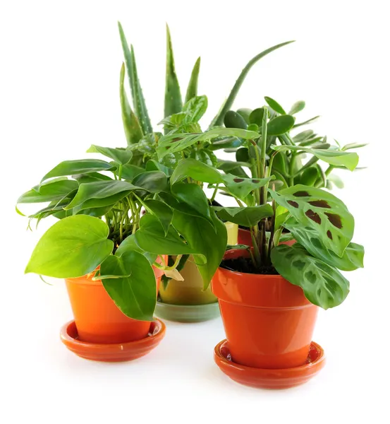 Různé pokojové rostliny — Stock fotografie