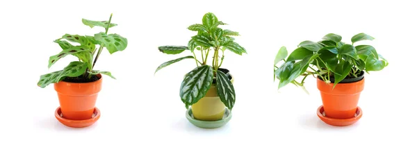 Assorted Green Houseplants Pots Isolated White Background — Stock Photo, Image