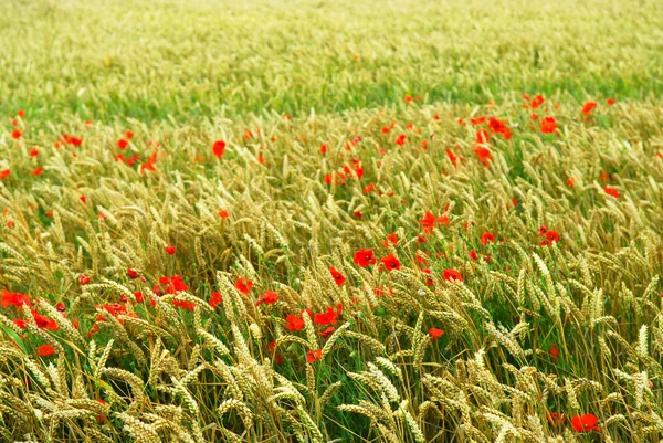 Красные Цветы Мака Растущие Зеленом Ржаном Зерновом Поле — стоковое фото
