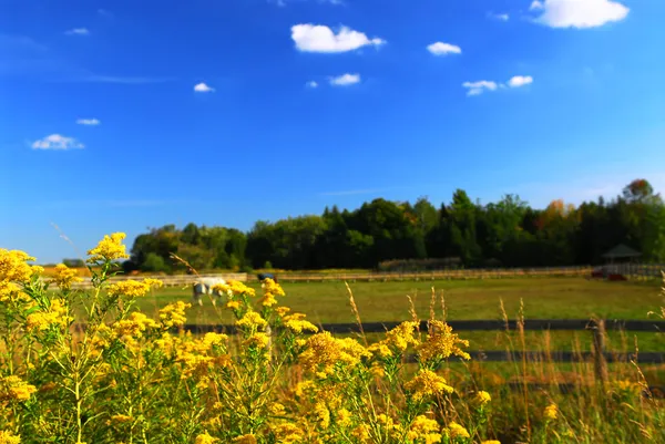 Сельский Летний Пейзаж Цветущей Речной Травой Переднем Плане — стоковое фото