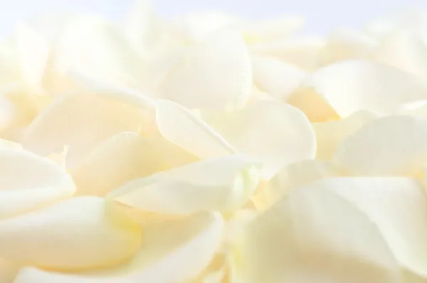 脸色苍白的玫瑰花瓣 — 图库照片