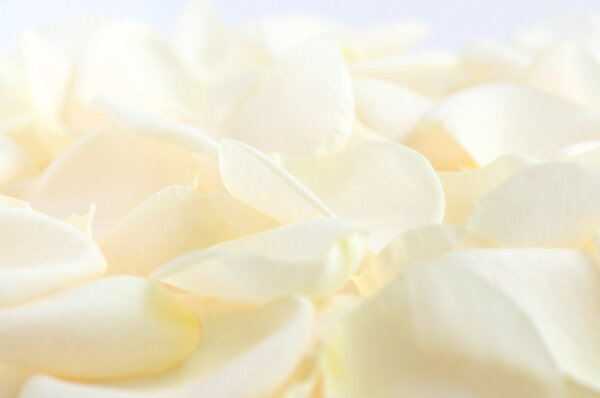 Бледные лепестки роз
