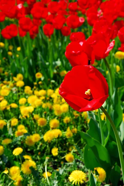 Červená jarní tulipány — Stock fotografie