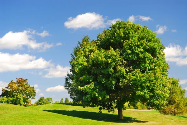 Зеленый Летний Пейзаж Одним Листовым Деревом — стоковое фото