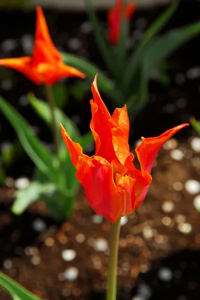 Tulpen in een tuin — Stockfoto
