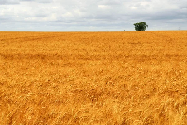 Zemědělská Krajina Pšenice Golden Roste Oblasti Hospodářství — Stock fotografie