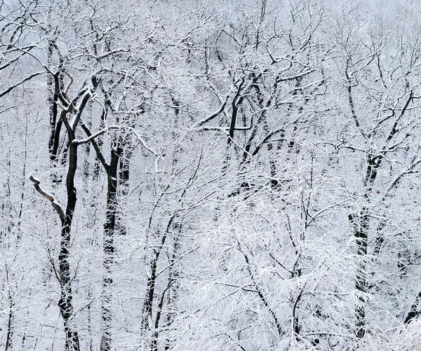 Bosco Invernale Coperto Neve Sfondo Naturale — Foto Stock