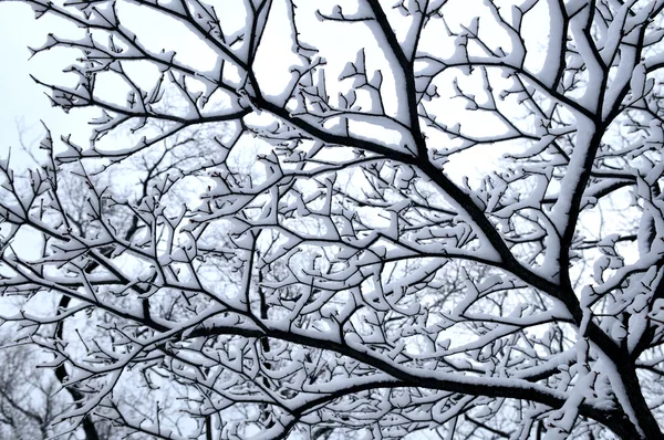 Gren Vinter Träd Täckta Med Snö — Stockfoto