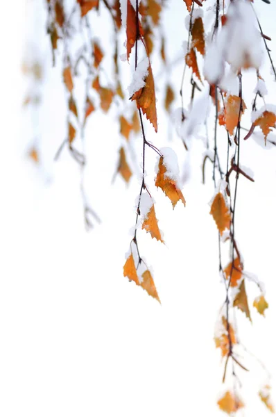 Snowy branches — Stock Photo, Image