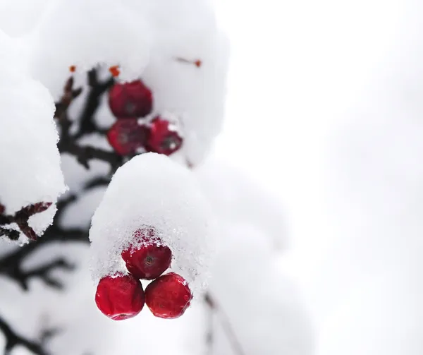 冬の果実 — ストック写真