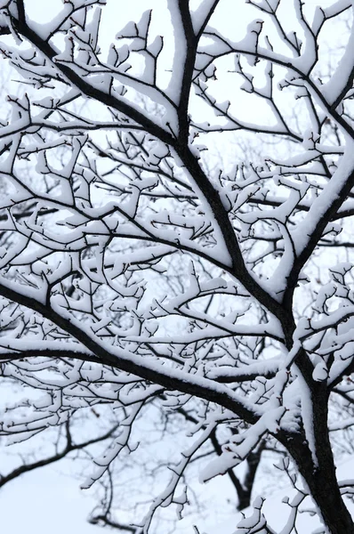 Snöiga gren — Stockfoto