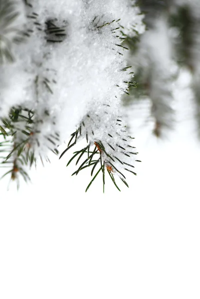 圣诞背景与雪云杉树分支上孤立的白 — 图库照片