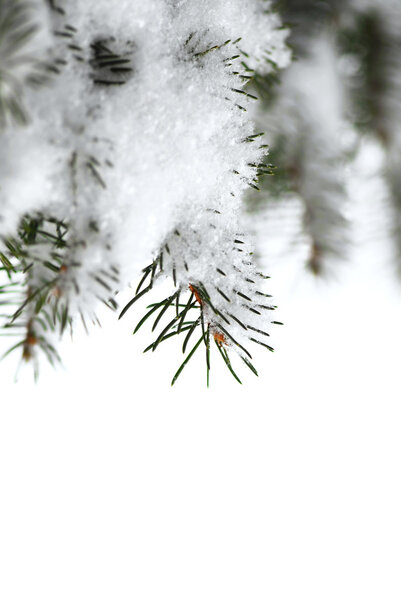 Рождественский фон со снежными елочными ветвями, изолированными на белом
