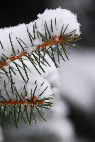 宏云杉分支的雪覆盖着 可见全尺寸的单个雪花 — 图库照片