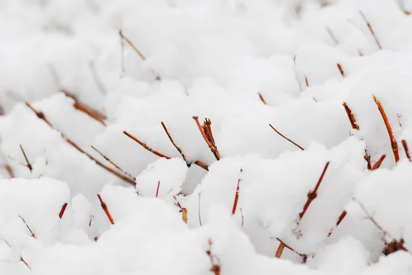 灌木分支覆盖着大雪 自然背景 — 图库照片