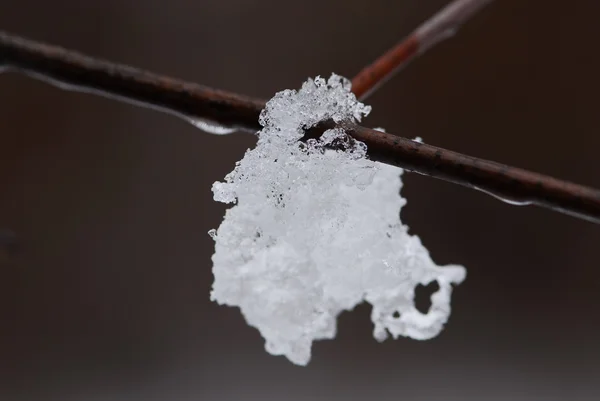 Snö på en gren — Stockfoto