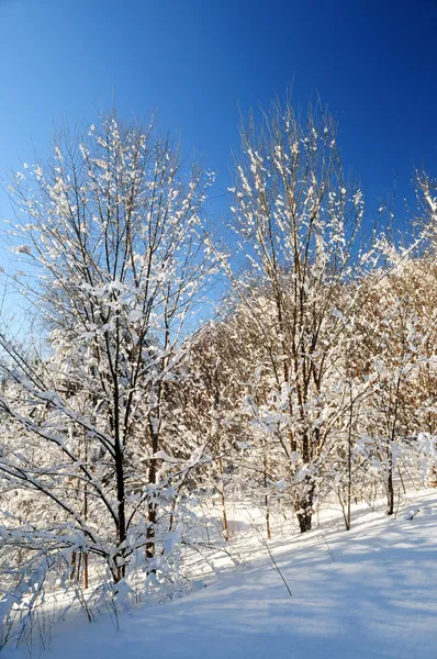 雪で覆われた日当たりの良い森の冬の風景 — ストック写真
