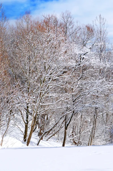 Paisagem Inverno Parque Ensolarado Depois Uma Nevasca Pesada — Fotografia de Stock