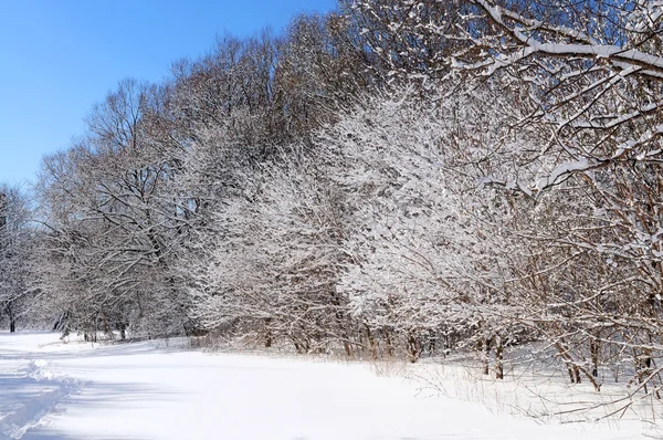 冬季景观的一个阳光明媚的森林覆盖着雪 — 图库照片