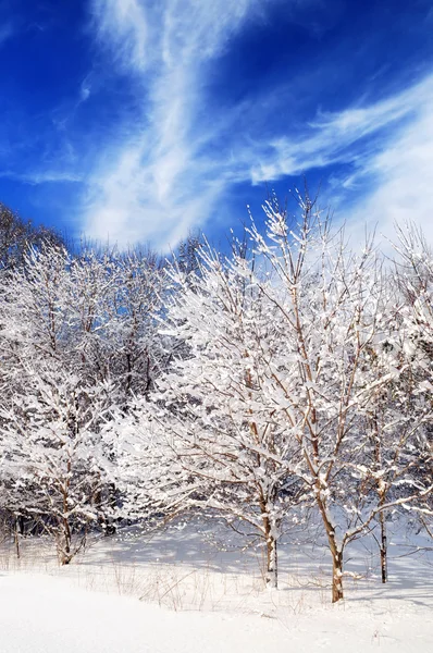 Paesaggio Invernale Una Foresta Soleggiata Dopo Una Forte Nevicata — Foto Stock