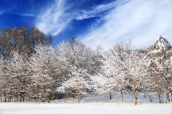 大雪の後の日当たりの良い森の冬の風景 — ストック写真