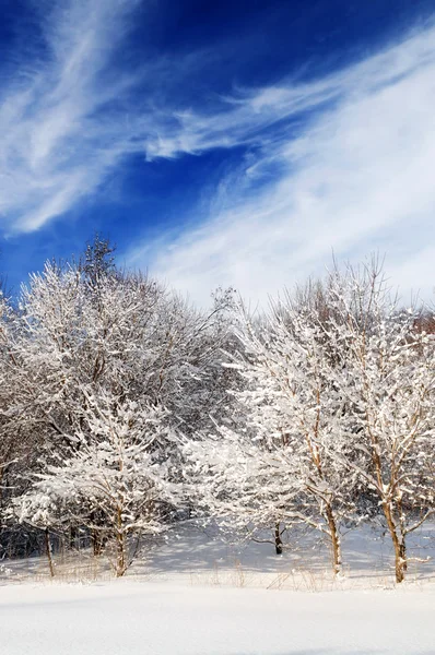 Зимний Пейзаж Солнечного Леса После Сильного Снегопада — стоковое фото