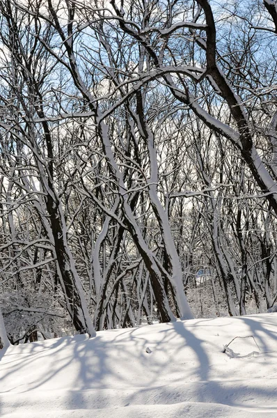 Yoğun Kar Yağışı Sonra Güneşli Bir Ormanın Kış Manzarası — Stok fotoğraf