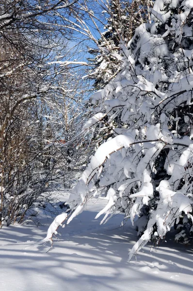 Zimowy Krajobraz Lasu Słoneczny Ciężkim Śniegu — Zdjęcie stockowe