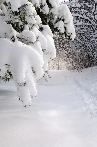 겨울 숲 속의 길 — 스톡 사진