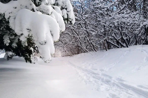 Cesta Zimním Lese Sněhu — Stock fotografie