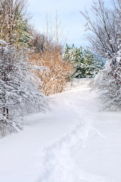 Cesta Zimním Lese Sněhu — Stock fotografie