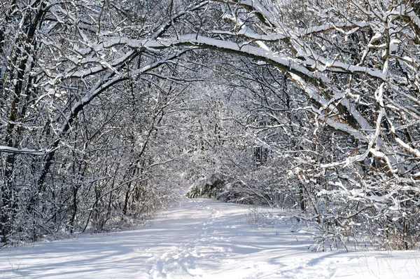 Μονοπάτι στο χειμερινό δάσος — Φωτογραφία Αρχείου