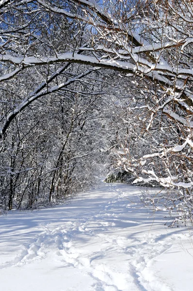 Wandelpad Winter Bos Een Sneeuwval — Stockfoto