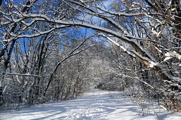 Caminho Floresta Inverno Depois Uma Queda Neve — Fotografia de Stock