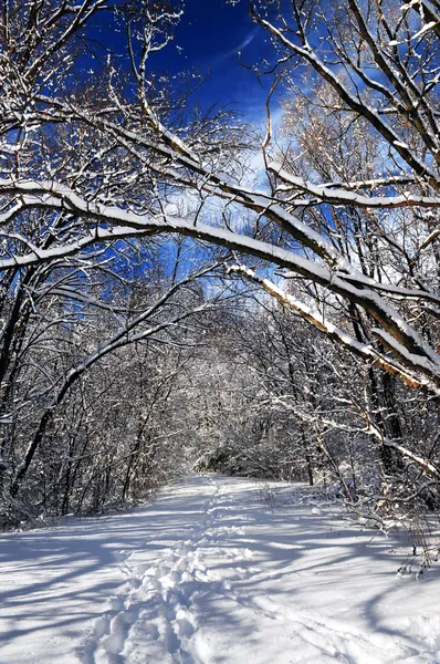 Rekreacyjna Ścieżka Lesie Zimą Śniegu — Zdjęcie stockowe