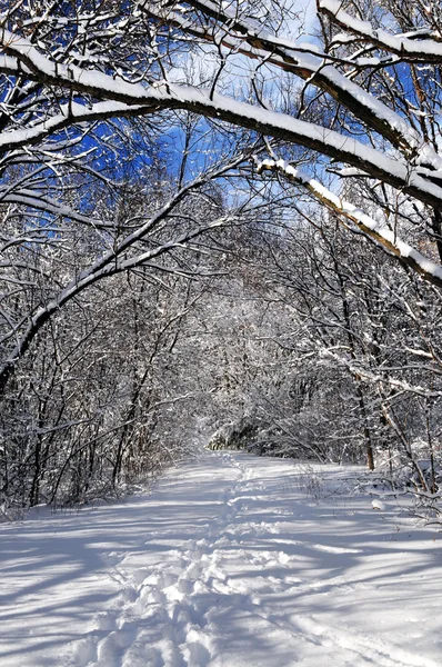 Kış ormanlarında yol — Stok fotoğraf