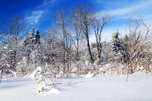 Zimní Krajina Slunné Lesa Husté Sněžení — Stock fotografie