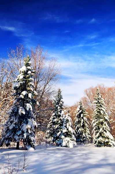 Χειμερινό Τοπίο Της Ένα Ηλιόλουστο Δάσος Μετά Από Βαριές Χιονοπτώσεις — Φωτογραφία Αρχείου