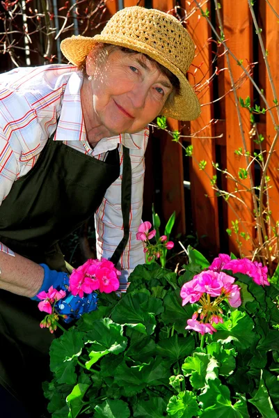 Ανώτερος Γυναίκα Που Εργάζεται Μέσα Στον Κήπο Την Άνοιξη — Φωτογραφία Αρχείου