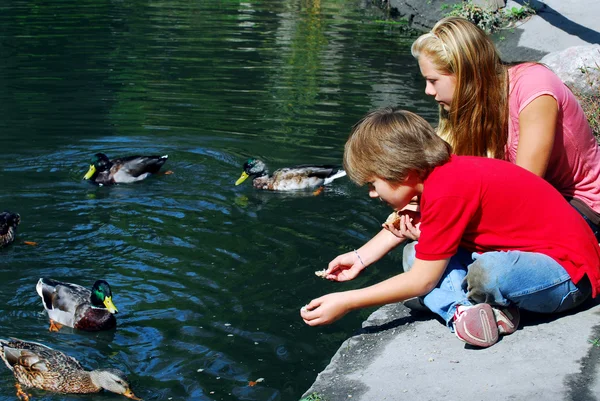 孩子们在公园的池塘里喂鸭子 — 图库照片