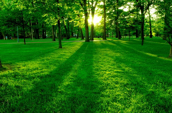 Greenery helps Eyes And Mental Health