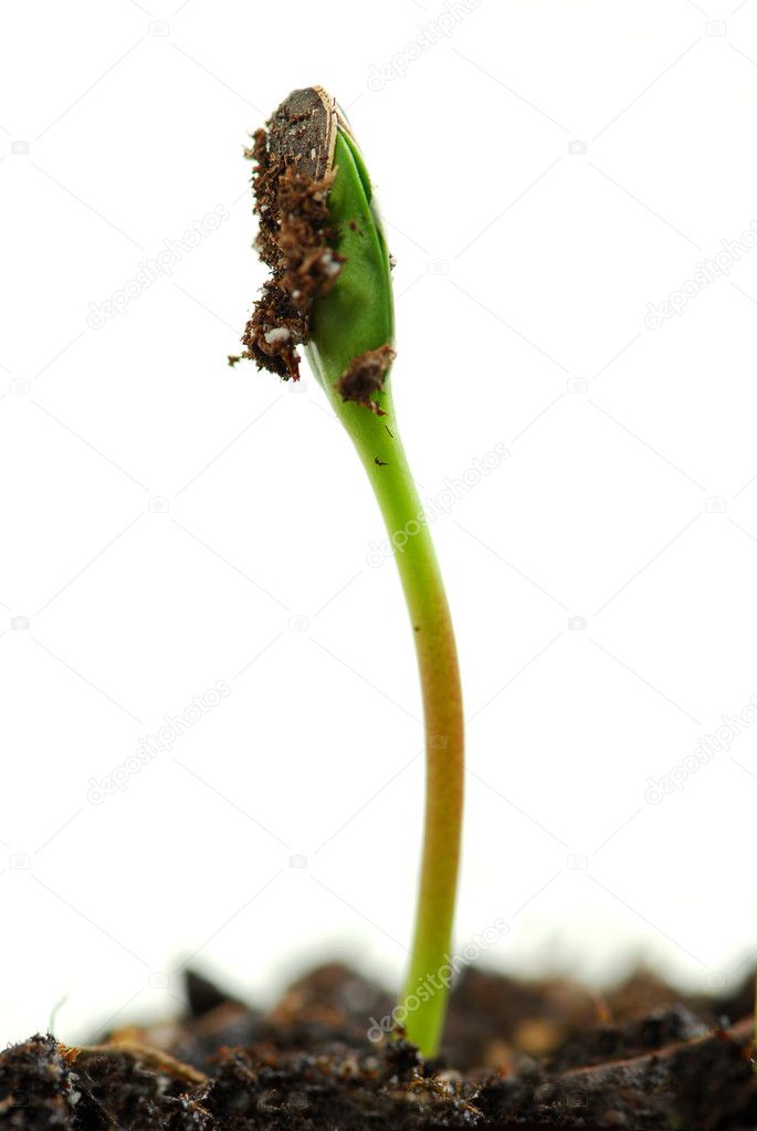 Single green plant sprout isolated on white background