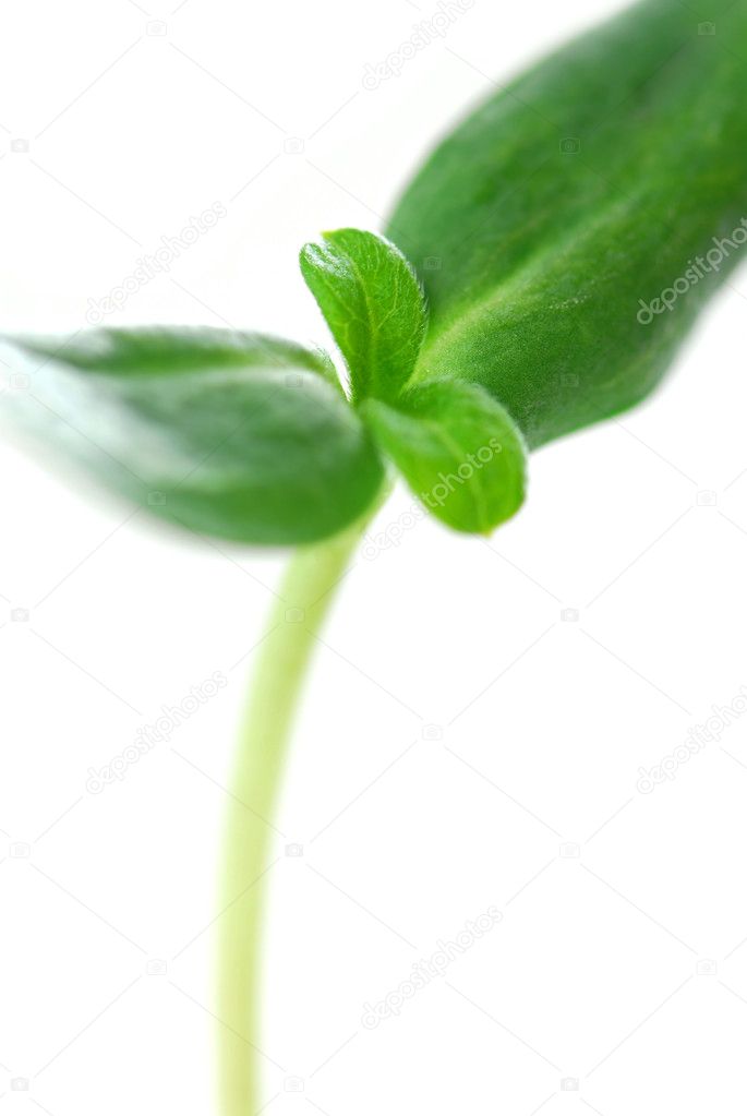 Young sprout of sunflower plant isolated on white background