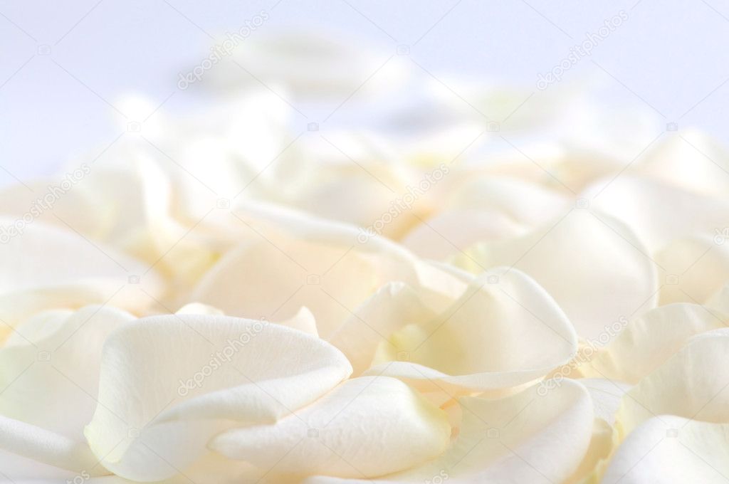 Abstract background of fresh pale rose petals
