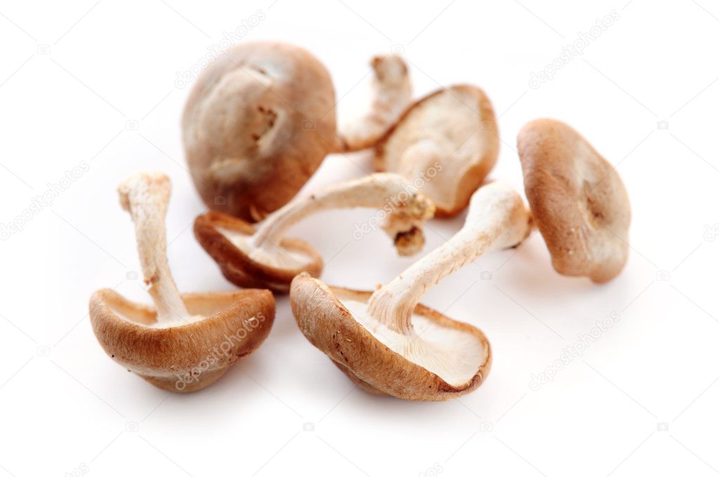 Several shiitake mushrooms isolated on white background