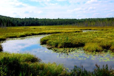 Wetlands landscape in Algonquin provincial park, Canada clipart
