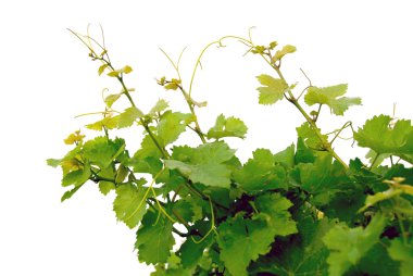 Grape vines clipart