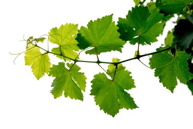 Branch of grape vine on white background clipart