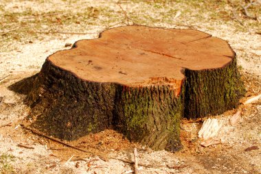 Tree stump clipart