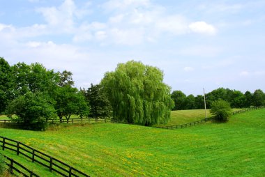 Rural landscape of lush green fields and trees clipart